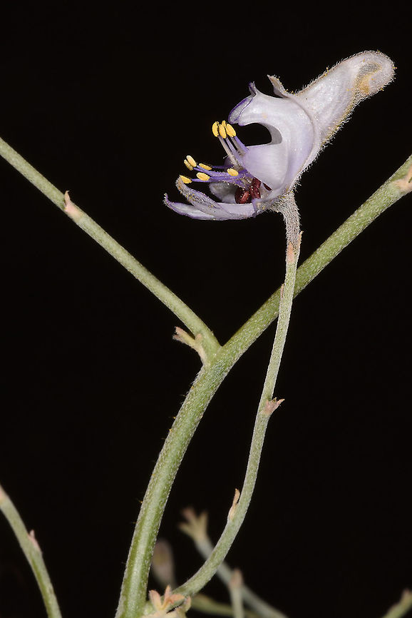 Consolida scleroclada Jordan, Shobak Castle Delphinium sclerocladum,Geotagged,Jordan,Spring