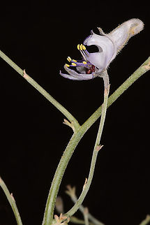 Consolida scleroclada Jordan, Shobak Castle Delphinium sclerocladum,Geotagged,Jordan,Spring