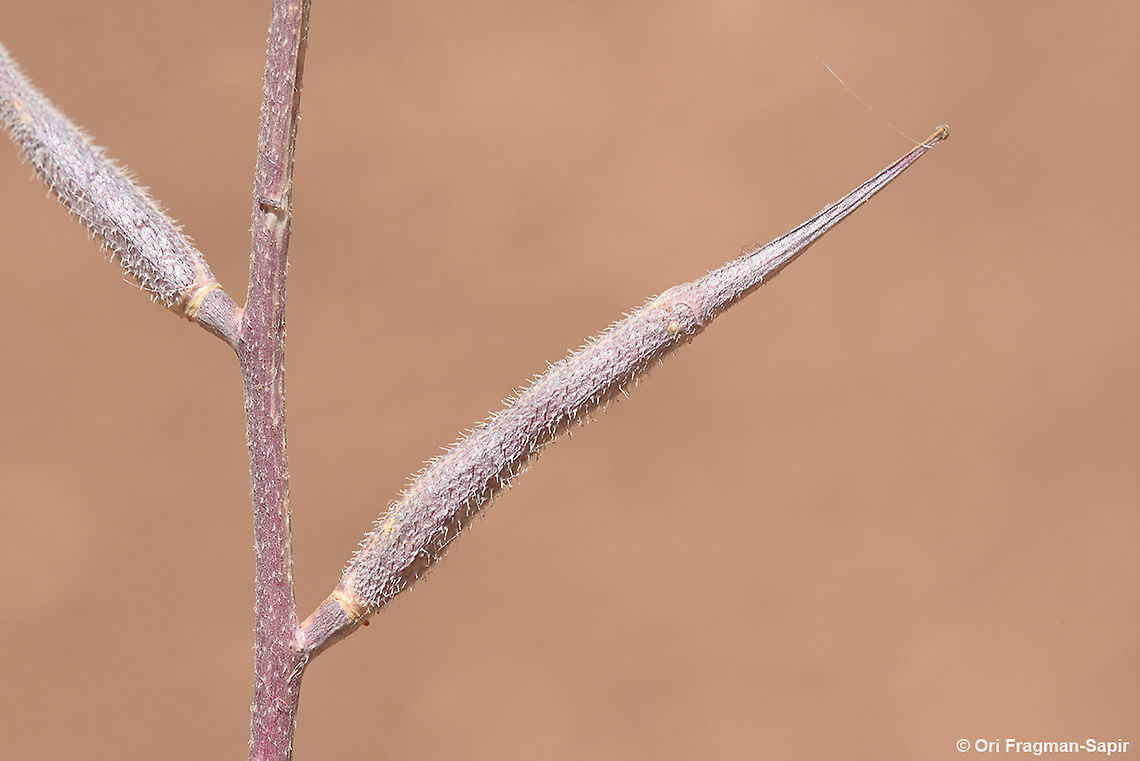 Sinapis arvensis  Charlock,Geotagged,Sinapis arvensis,Spring