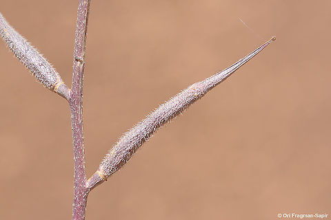 Sinapis arvensis  Charlock,Geotagged,Sinapis arvensis,Spring