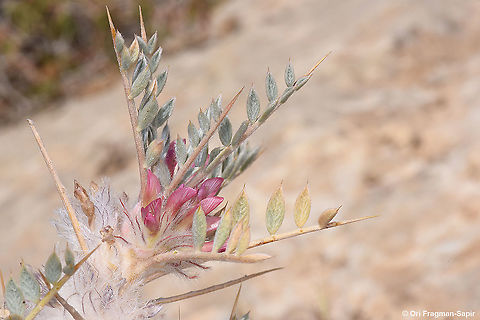 Bethlehem Milk-Vetch