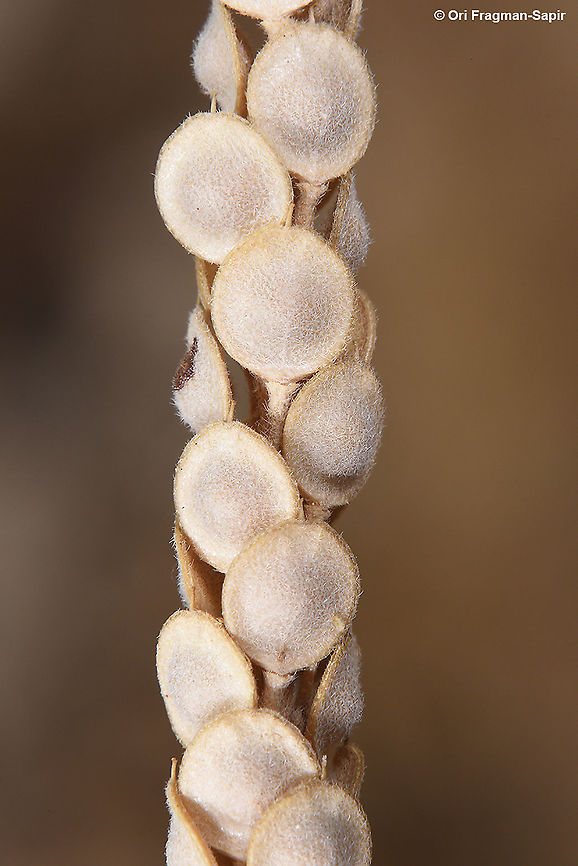 Alyssum damascenum  Alyssum damascenum,Geotagged,Spring