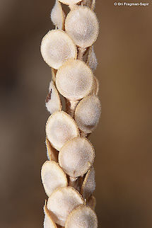 Alyssum damascenum  Alyssum damascenum,Geotagged,Spring