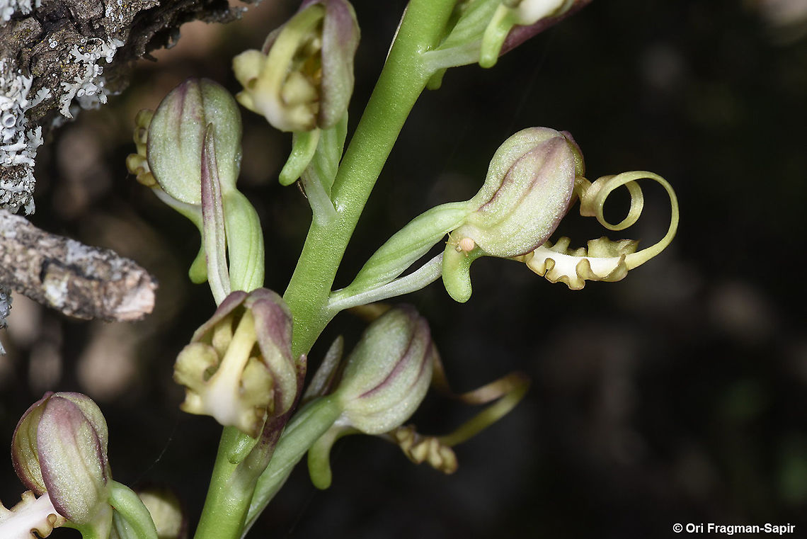 Himantoglossum caprinum (=galilaeum)  Galilee Lizard Orchid,Geotagged,Himantoglossum caprinum,Spring