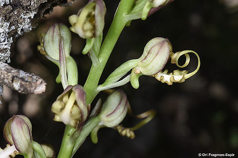 Himantoglossum caprinum (=galilaeum)  Galilee Lizard Orchid,Geotagged,Himantoglossum caprinum,Spring