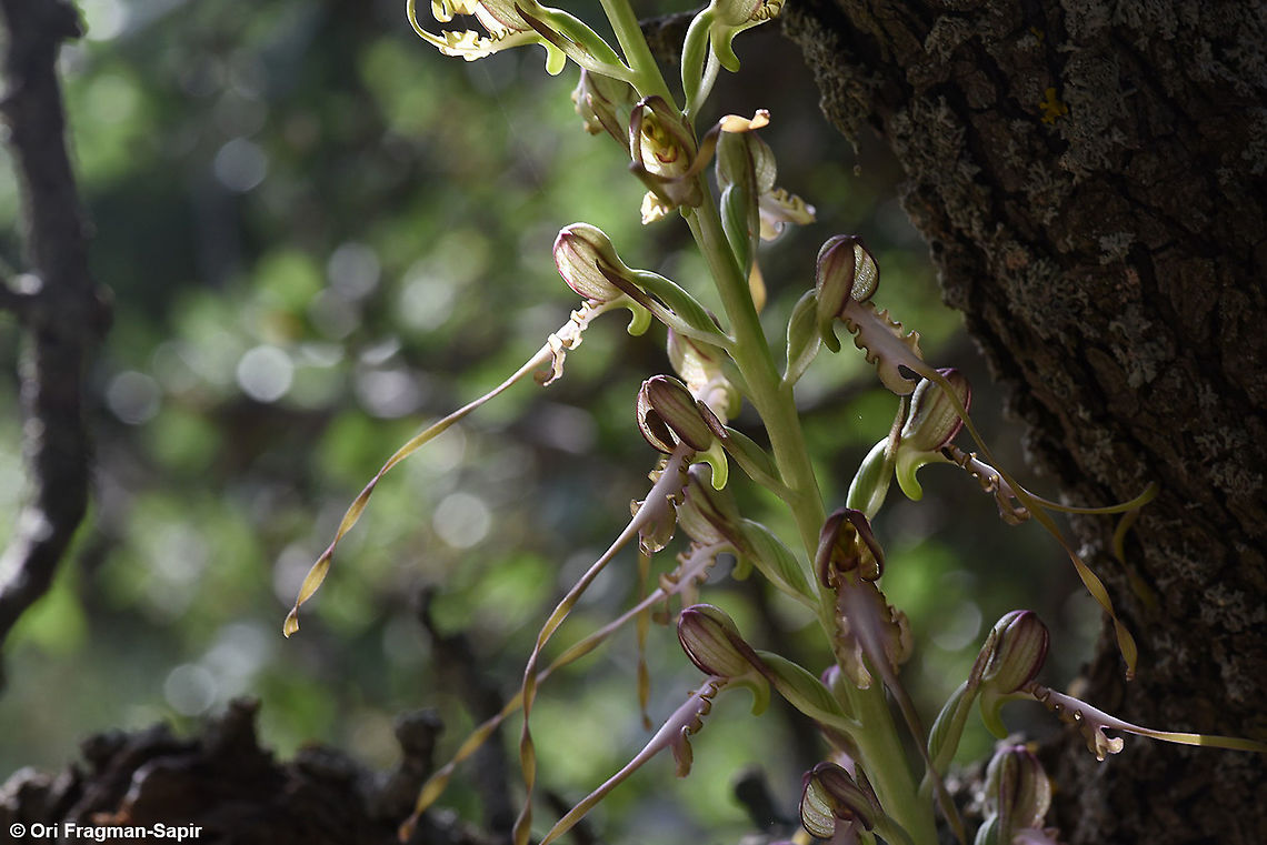 Himantoglossum caprinum (=galilaeum)  Galilee Lizard Orchid,Geotagged,Himantoglossum caprinum,Spring