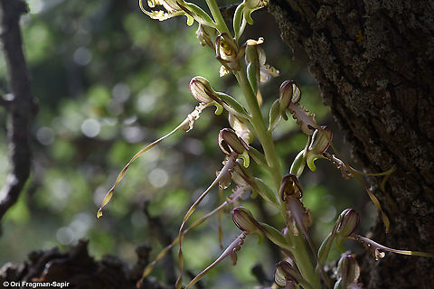 Himantoglossum caprinum (=galilaeum)  Galilee Lizard Orchid,Geotagged,Himantoglossum caprinum,Spring