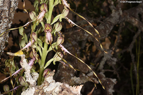 Himantoglossum caprinum (=galilaeum)  Galilee Lizard Orchid,Geotagged,Himantoglossum caprinum,Spring
