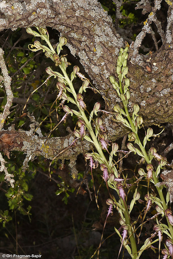 Himantoglossum caprinum (=galilaeum)  Galilee Lizard Orchid,Geotagged,Himantoglossum caprinum,Spring