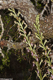 Himantoglossum caprinum (=galilaeum)  Galilee Lizard Orchid,Geotagged,Himantoglossum caprinum,Spring