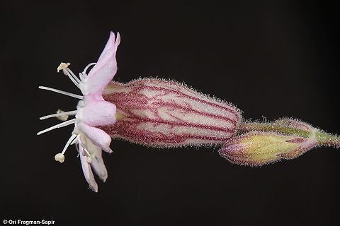 Silene odontopetala  Silene odontopetala