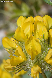 Astragalus ehrenbergii  Astragalus ehrenbergii,Geotagged,Spring