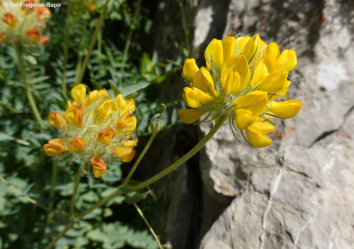 Astragalus ehrenbergii  Astragalus ehrenbergii,Geotagged,Spring