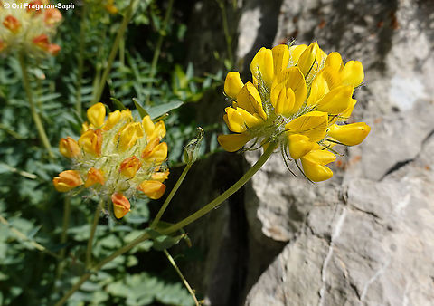 Astragalus ehrenbergii