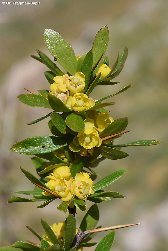 Berberis cretica  Berberis libanotica,Geotagged,Spring