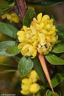 Berberis cretica  Berberis libanotica,Geotagged,Spring