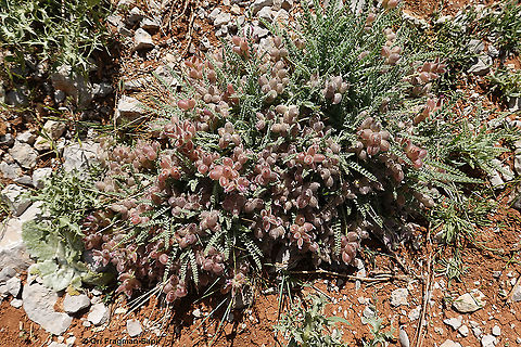 Astragalus coluteoides  Astragalus coluteoides,Geotagged,Spring