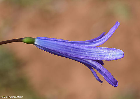 Ixiolirion tataricum  Geotagged,Ixiolirion tataricum,Siberian lily,Spring