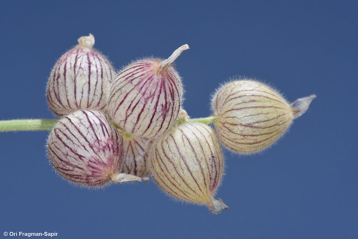 Astragalus coluteoides  Astragalus coluteoides,Geotagged,Spring
