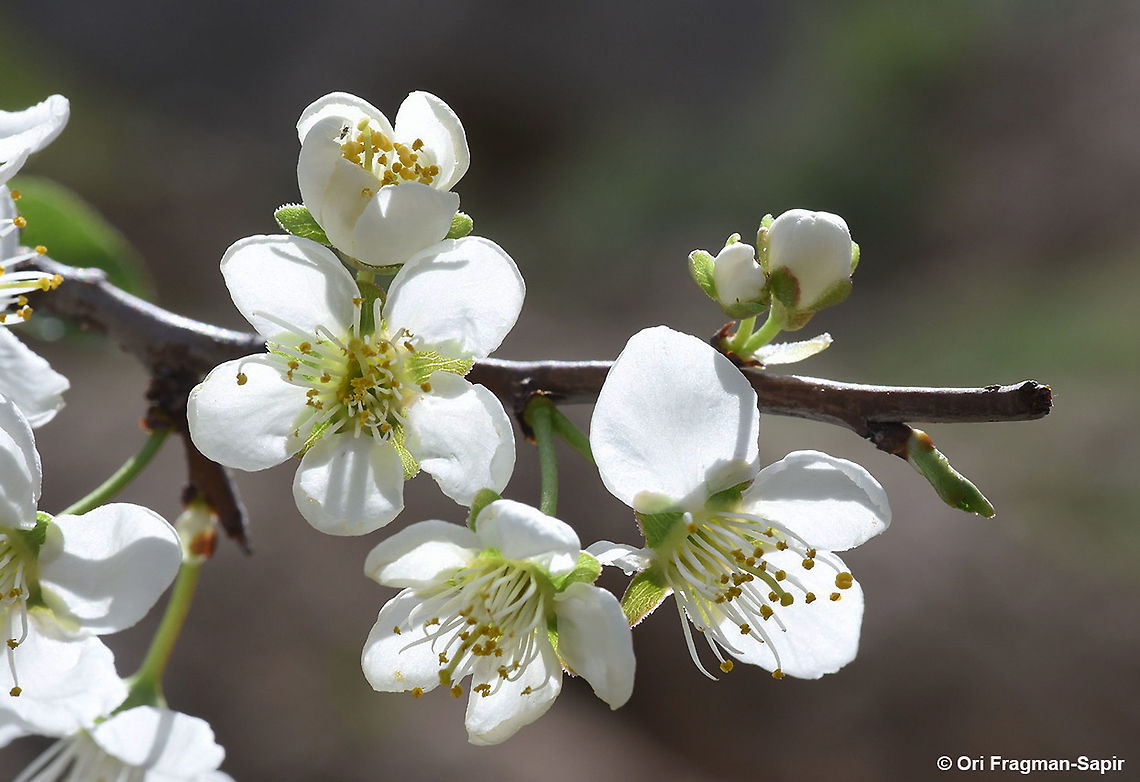 Prunus cerasifera  Cherry plum,Geotagged,Prunus cerasifera,Spring
