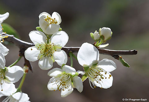 Prunus cerasifera  Cherry plum,Geotagged,Prunus cerasifera,Spring