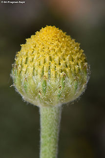Anacyclus nigellifolius  Anacyclus nigellifolius,Geotagged,Spring