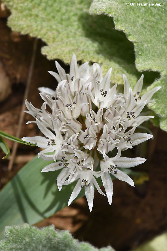 Allium libani  Allium libani,Geotagged,Lebanese garlic,Spring