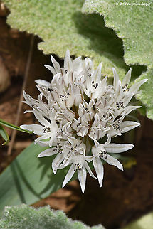 Allium libani  Allium libani,Geotagged,Lebanese garlic,Spring