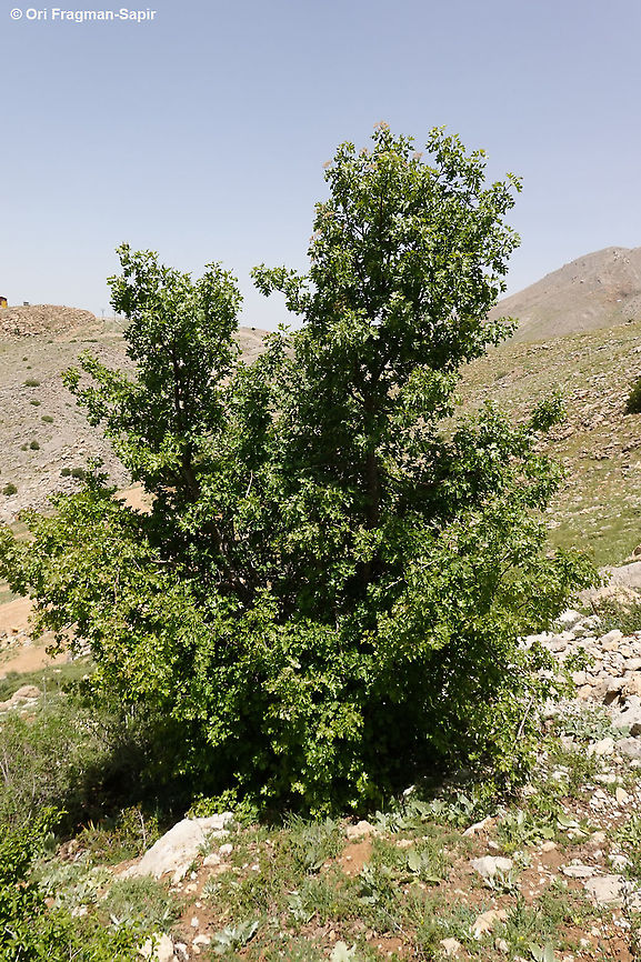 Sorbus torminalis  Geotagged,Sorbus torminalis,Spring,Wild service tree