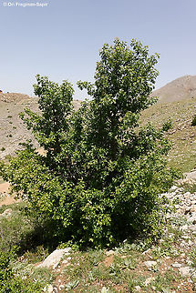 Sorbus torminalis  Geotagged,Sorbus torminalis,Spring,Wild service tree