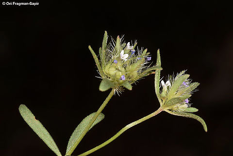 Asperula setosa  Asperula setosa,Geotagged,Spring