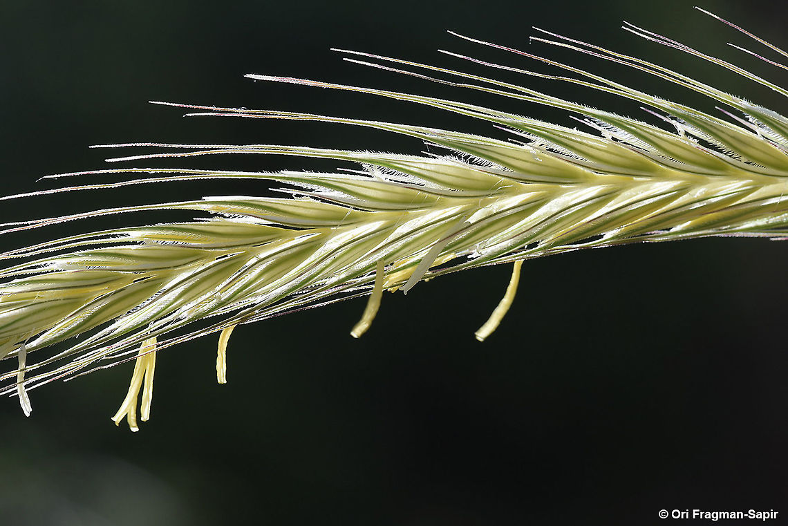 Secale montanum  Geotagged,Secale montanum,Spring