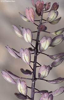 Noccaea microstyla  Geotagged,Noccaea microstyla,Spring