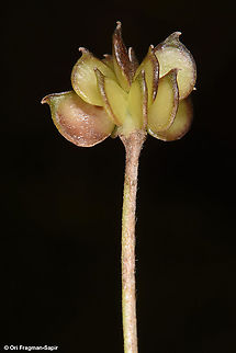 Ranunculus constantinopolitanus  Geotagged,Ranunculus constantinopolitanus,Spring