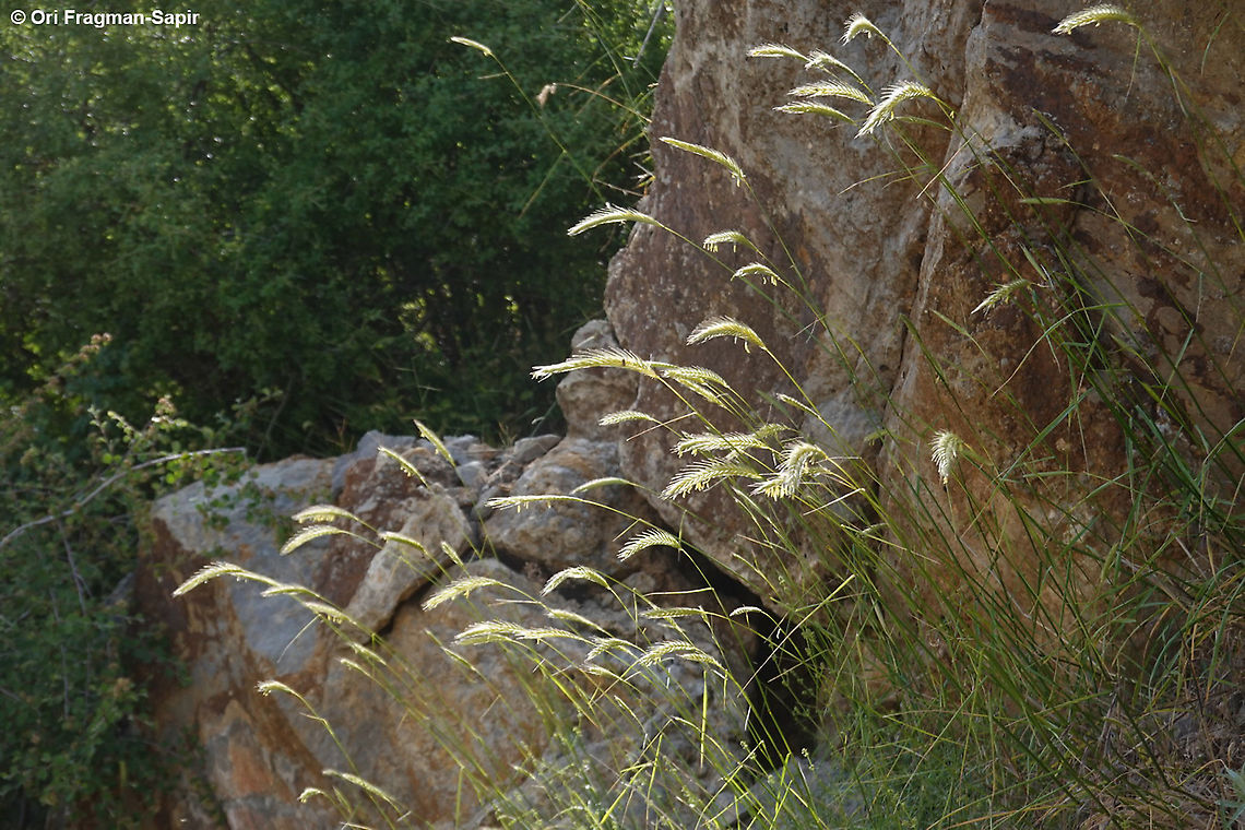 Secale montanum  Geotagged,Secale montanum,Spring