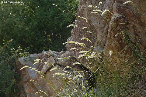 Secale montanum  Geotagged,Secale montanum,Spring