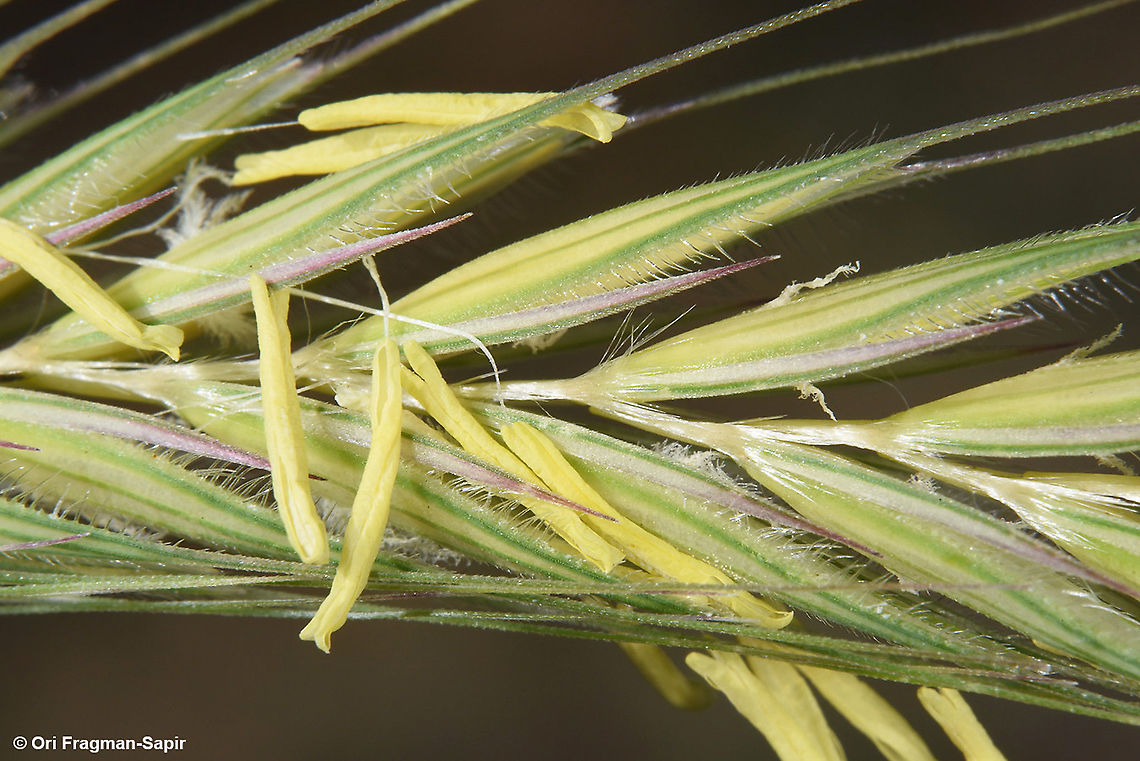 Secale montanum  Geotagged,Secale montanum,Spring