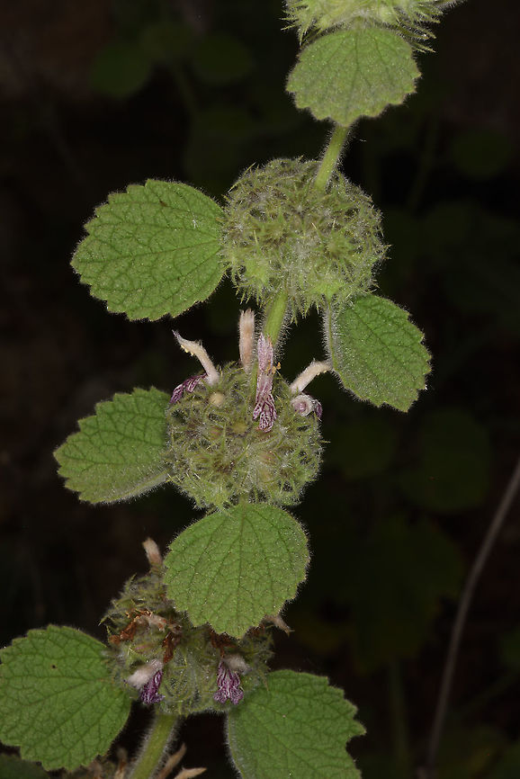 Ballota rotundifolia  Ballota rotundifolia,Geotagged,Spring,Turkey