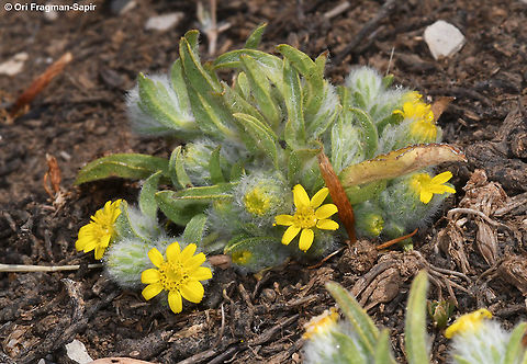 Pulicaria auranitica
