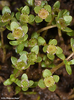Elatine macropoda  Elatine macropoda,Geotagged,Summer