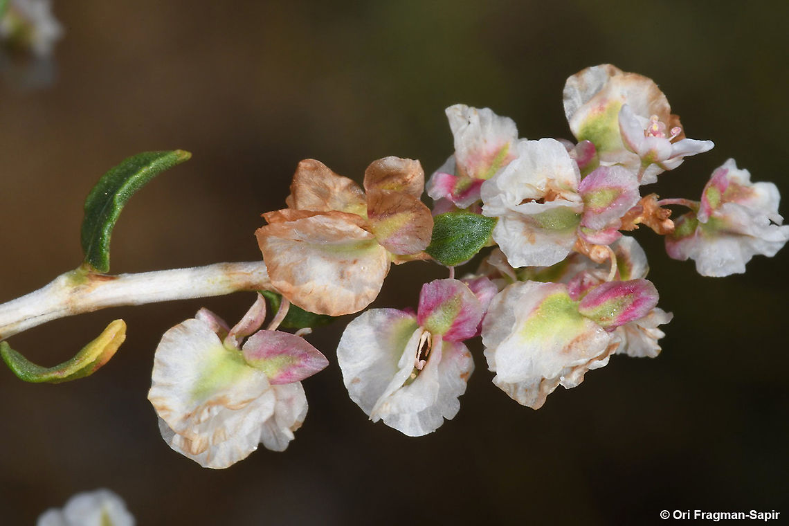 Atraphaxis billardierei  Atraphaxis billardierei,Geotagged,Summer