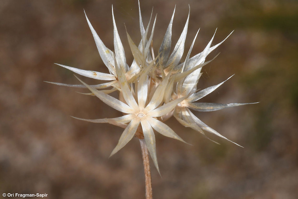 Chardinia orientalis  Chardinia,Chardinia orientalis,Geotagged,Summer