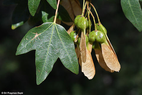 Acer monspessulanum  Acer monspessulanum,Geotagged,Montpellier maple,Summer