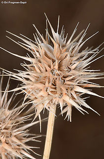 Echinaria capitata  Echinaria,Echinaria capitata,Geotagged,Summer