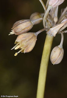 Allium pseudostamineum  Allium pseudostamineum,Geotagged,Summer