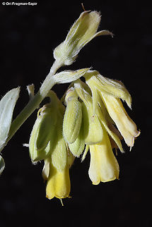Onosma sericea  Geotagged,Onosma sericea,Summer