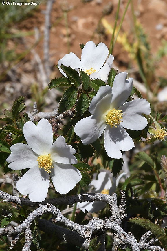 Rosa pulverulenta  Geotagged,Rosa pulverulenta,Summer
