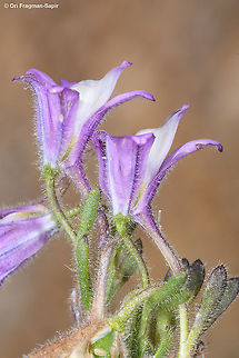 Consolida pusilla  Consolida pusilla,Geotagged,Summer