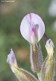Astragalus coluteoides  Astragalus coluteoides,Geotagged,Summer