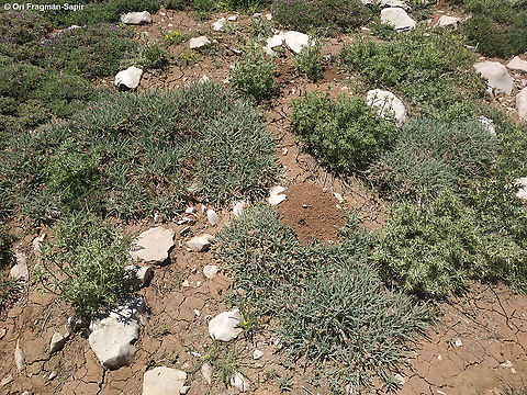 Astragalus coluteoides  Astragalus coluteoides,Geotagged,Summer